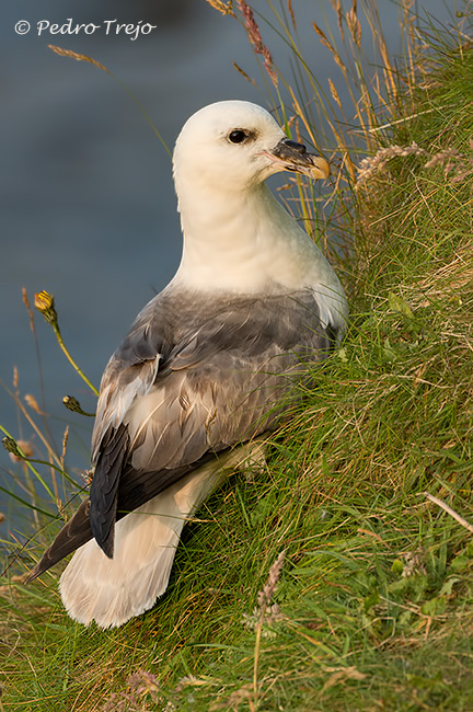 Fulmar boreal (Fulmarus glacialis)